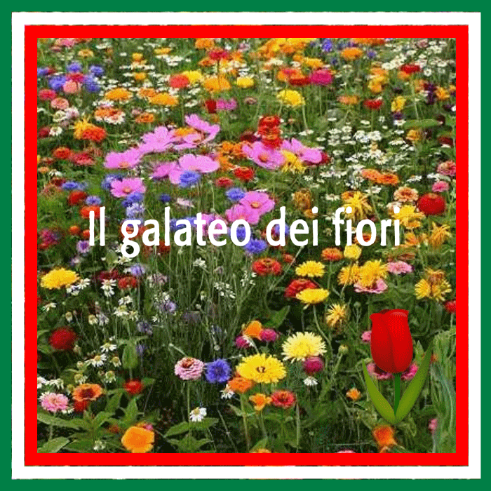 Ep. 75 - il galateo dei fiori